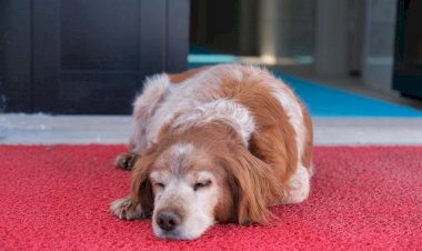 Sahipsiz Hayvan Bakımevi ve Rehabilitasyon Merkezi