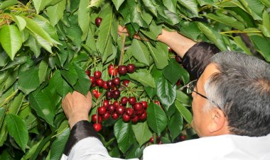 KOP Destekli Kiraz Bahçeleri Projesi Akşehir’de İncelendi