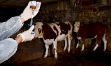 Engili’de Şap Alarmı: Bölgede Karantina ve Hayvan Hareketlerine Yasak