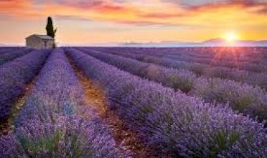 Akşehir Belediyesi’nden Kırsala Lavanta Hamlesi