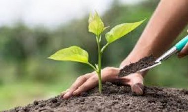 Akşehir’de 10 Bin Fidan Geleceğe Nefes Oldu