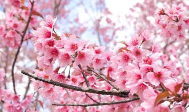 Akşehir’de Kiraz Çiçeği Festivali İçin İlk Adım Atıldı