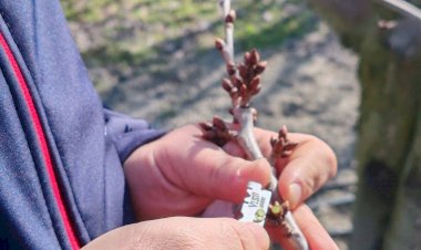 Akşehir’de Meyve Bahçeleri Yakın Takipte: Erken Bahar Kontrolleri Sürüyor