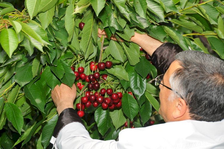 Akşehir Kirazında Verim İçin Yoğun Saha Mesaisi