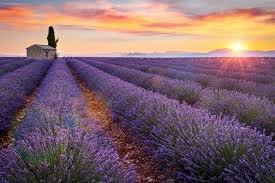 Akşehir Belediyesi’nden Kırsala Lavanta Hamlesi