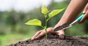 Akşehir’de 10 Bin Fidan Geleceğe Nefes Oldu