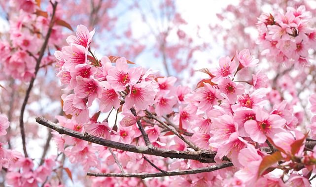 Akşehir’de Kiraz Çiçeği Festivali İçin İlk Adım Atıldı