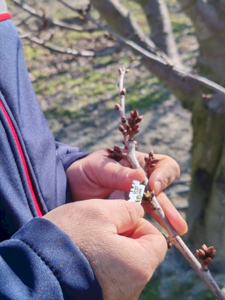 Akşehir’de Meyve Bahçeleri Yakın Takipte: Erken Bahar Kontrolleri Sürüyor
